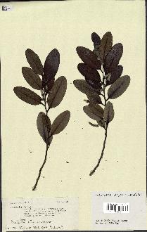 spécimen de Xylopia sp.
