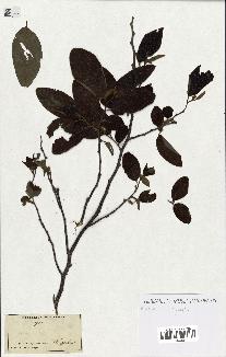 spécimen de Xylopia sp.