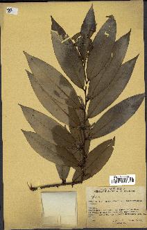 spécimen de Xylopia sp.