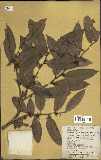 spécimen de Xylopia sp.