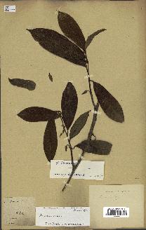 spécimen de Annona sp.