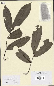 spécimen de Annona sp.