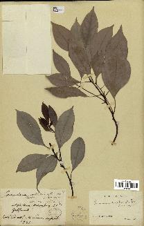 spécimen de Cinnamomum camphora