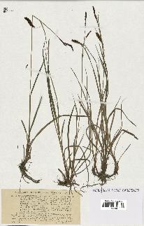 spécimen de Carex glauca