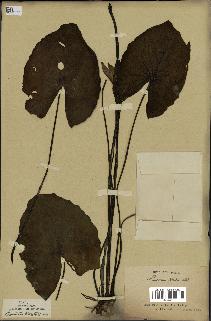spécimen de Nymphaea stellata