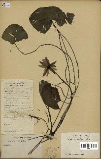 spécimen de Nymphaea stellata