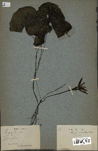 spécimen de Nymphaea stellata