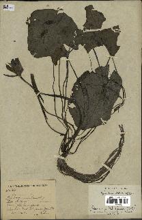 spécimen de Nymphaea stellata