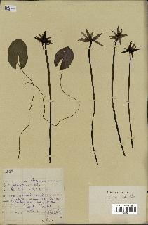 spécimen de Nymphaea stellata