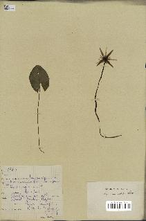 spécimen de Nymphaea stellata