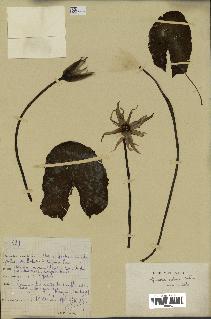 spécimen de Nymphaea stellata
