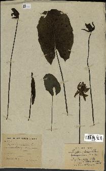 spécimen de Nymphaea stellata
