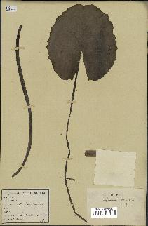 spécimen de Nymphaea stellata
