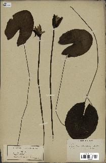 spécimen de Nymphaea stellata
