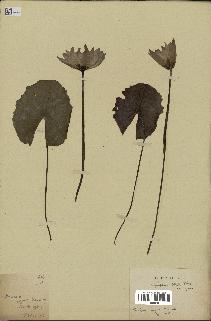 spécimen de Nymphaea stellata