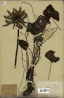 spécimen de Nymphaea stellata