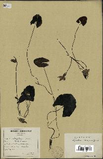 spécimen de Nymphaea stellata