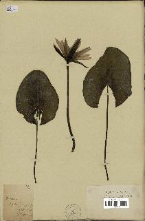 spécimen de Nymphaea stellata