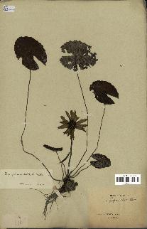 spécimen de Nymphaea stellata