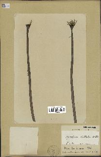 spécimen de Nymphaea stellata