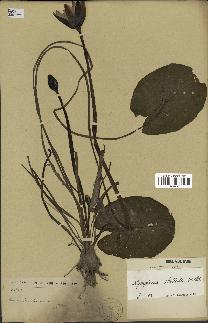 spécimen de Nymphaea stellata