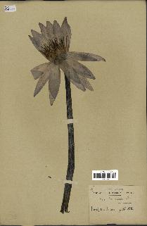 spécimen de Nymphaea stellata