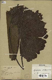 spécimen de Nymphaea stellata