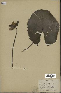 spécimen de Nymphaea stellata