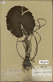 spécimen de Nymphaea stellata
