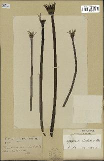 spécimen de Nymphaea stellata