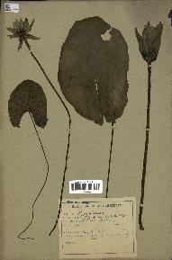 spécimen de Nymphaea stellata