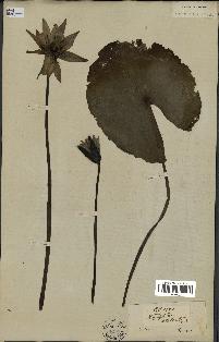 spécimen de Nymphaea stellata