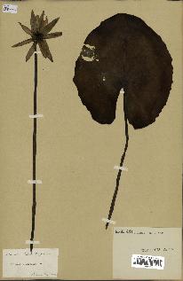 spécimen de Nymphaea stellata