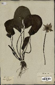 spécimen de Nymphaea stellata