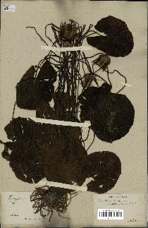 spécimen de Nymphaea stellata