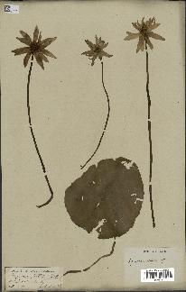 spécimen de Nymphaea stellata