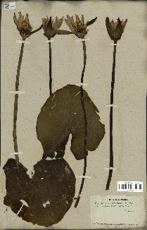 spécimen de Nymphaea stellata
