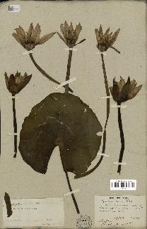 spécimen de Nymphaea stellata