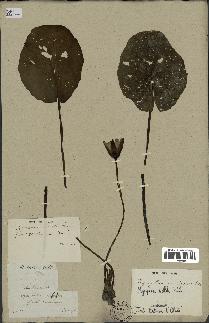 spécimen de Nymphaea stellata