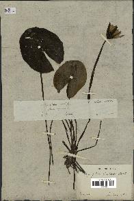 spécimen de Nymphaea stellata