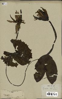 spécimen de Nymphaea stellata