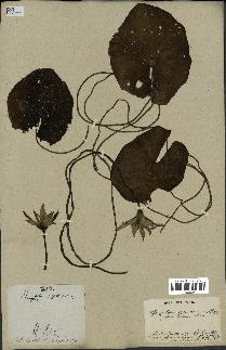spécimen de Nymphaea stellata