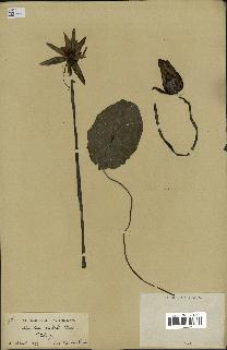 spécimen de Nymphaea stellata