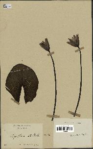 spécimen de Nymphaea stellata