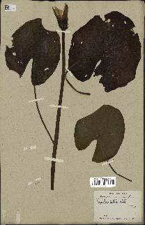 spécimen de Nymphaea stellata