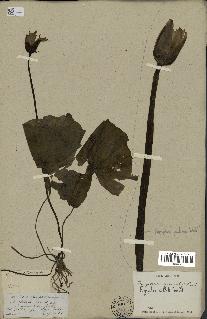 spécimen de Nymphaea stellata