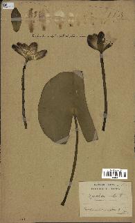 spécimen de Nymphaea alba