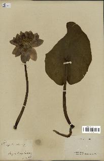 spécimen de Nymphaea alba