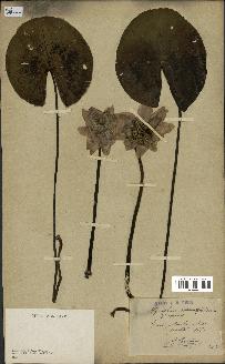 spécimen de Nymphaea alba