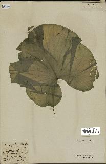 spécimen de Nymphaea alba